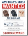 Blechschild - AMERICA`S MOST WANTED-THE LAB GANG