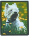 Mausmatte - HUNDE - WESTI IN WIESE